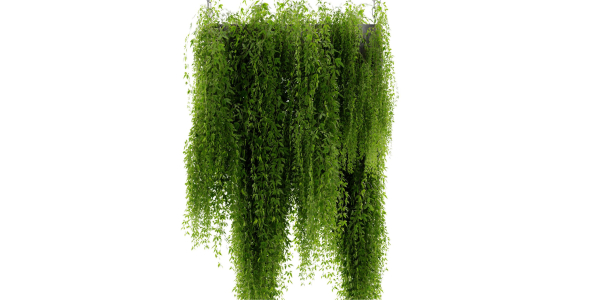 Collection plant vol 461 - blender model