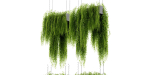 Collection plant vol 461 - blender model