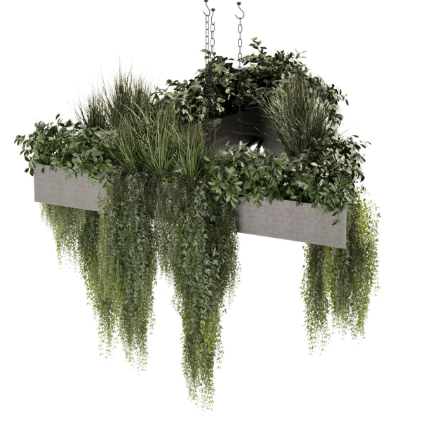 Collection plant vol 477 - hanging - ampelous - bush