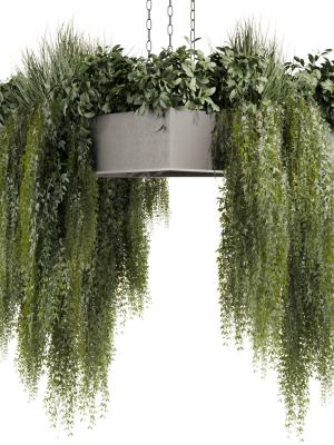 Collection plant vol 477 - hanging - ampelous - bush