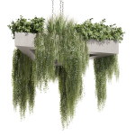 Collection plant vol 477 - hanging - ampelous - bush