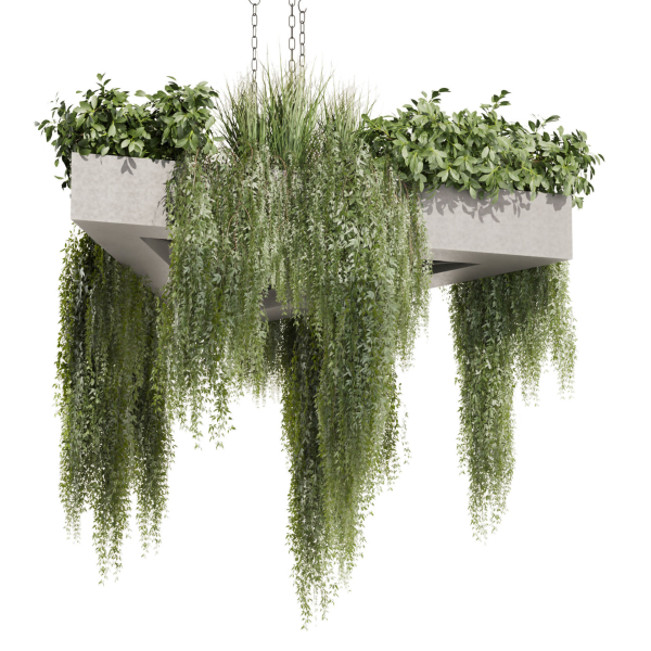 Collection plant vol 477 - hanging - ampelous - bush