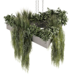 Collection plant vol 477 - hanging - ampelous - bush