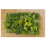 Collection plant vol 503 - garden - leaf - fern - wood