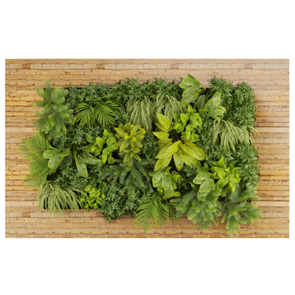 Collection plant vol 503 - garden - leaf - fern - wood
