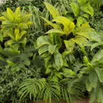 Collection plant vol 503 - garden - leaf - fern - wood