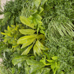 Collection plant vol 503 - garden - leaf - fern - wood