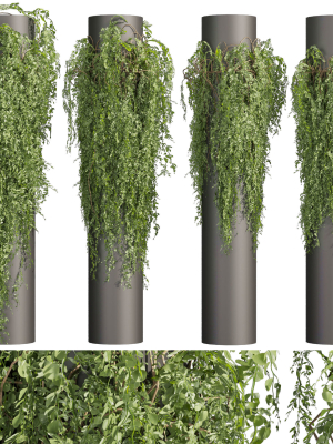 Collection plant vol 526 - bush - outdoor - column - fitowall