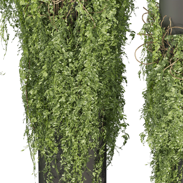Collection plant vol 526 - bush - outdoor - column - fitowall