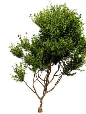 collection-plant-vol-536-blender-model-3d-model-13fac9e4ee