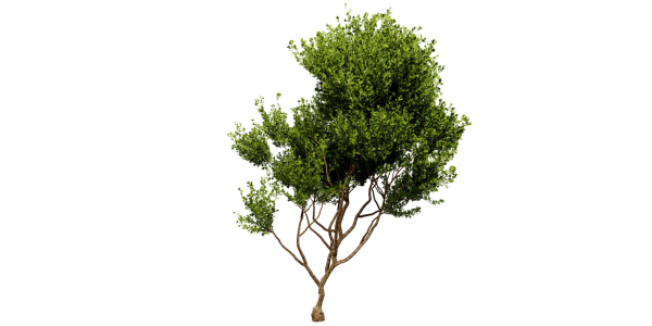 Collection plant vol 536 - blender model