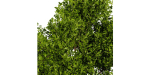 Collection plant vol 536 - blender model