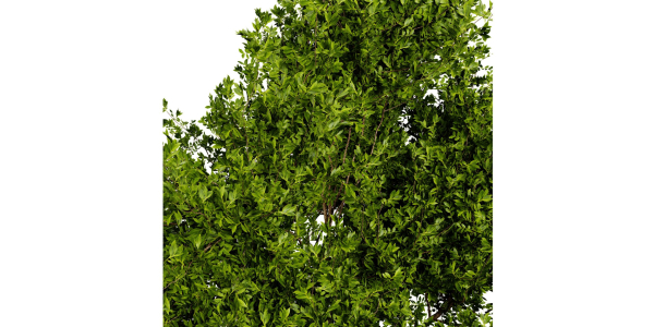 Collection plant vol 536 - blender model