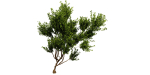 Collection plant vol 536 - blender model
