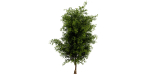 Collection plant vol 536 - blender model