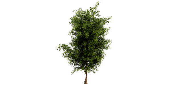Collection plant vol 536 - blender model