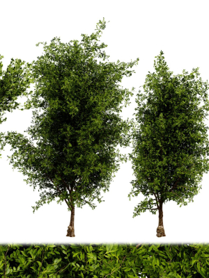 Collection plant vol 536 - blender model