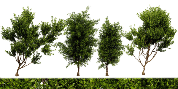 Collection plant vol 536 - blender model