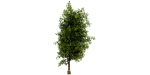 Collection plant vol 536 - blender model