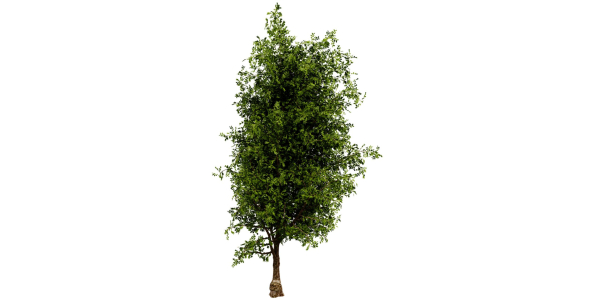 Collection plant vol 536 - blender model