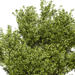 Collection plant vol 536 - tree - outdoor - Urban environment