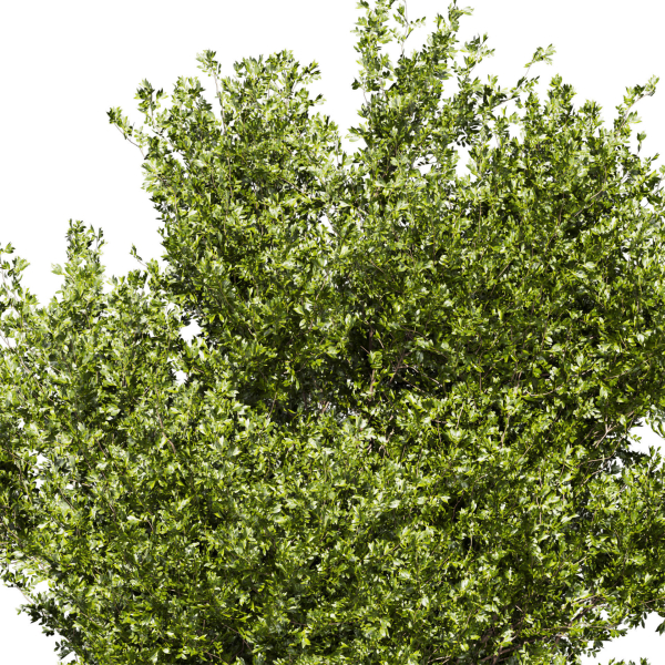 Collection plant vol 536 - tree - outdoor - Urban environment