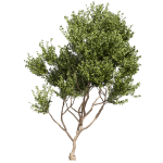 Collection plant vol 536 - tree - outdoor - Urban environment