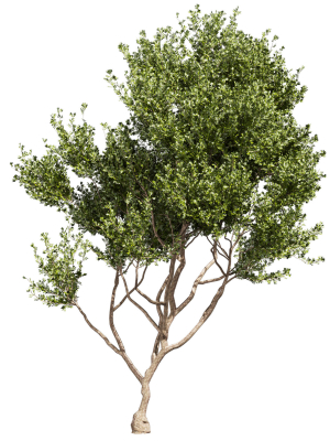 collection-plant-vol-536-tree-outdoor-urban-environment-3d-model-68230cc294