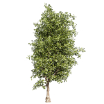 Collection plant vol 536 - tree - outdoor - Urban environment