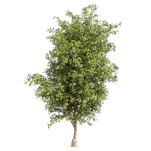 Collection plant vol 536 - tree - outdoor - Urban environment