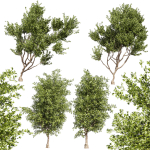 Collection plant vol 536 - tree - outdoor - Urban environment