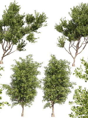 Collection plant vol 536 - tree - outdoor - Urban environment