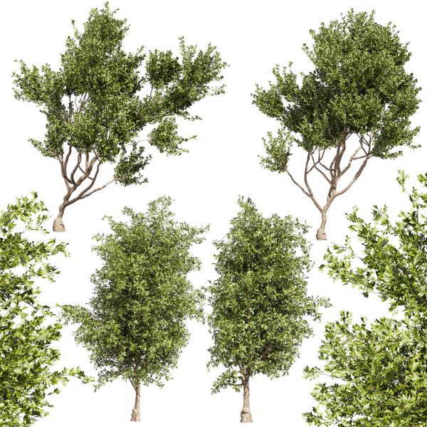 Collection plant vol 536 - tree - outdoor - Urban environment
