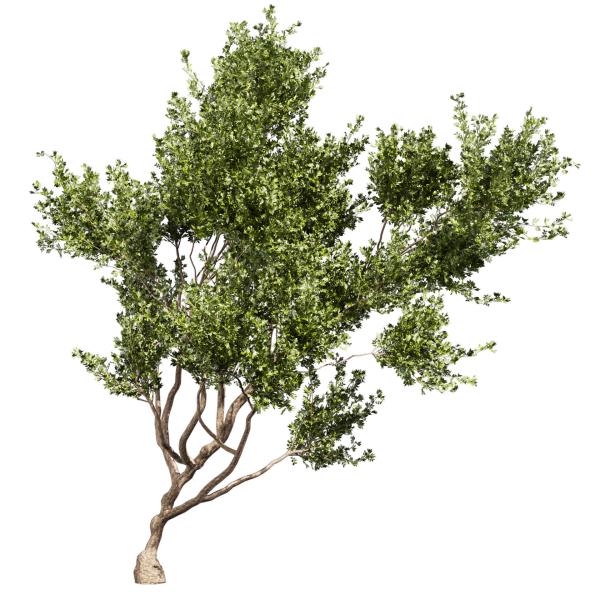 Collection plant vol 536 - tree - outdoor - Urban environment