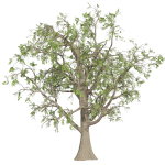 Collection plant vol 566 - Sclerocarya - Birrea