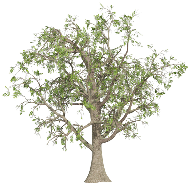 Collection plant vol 566 - Sclerocarya - Birrea