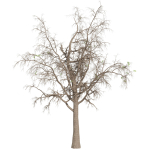 Collection plant vol 566 - Sclerocarya - Birrea