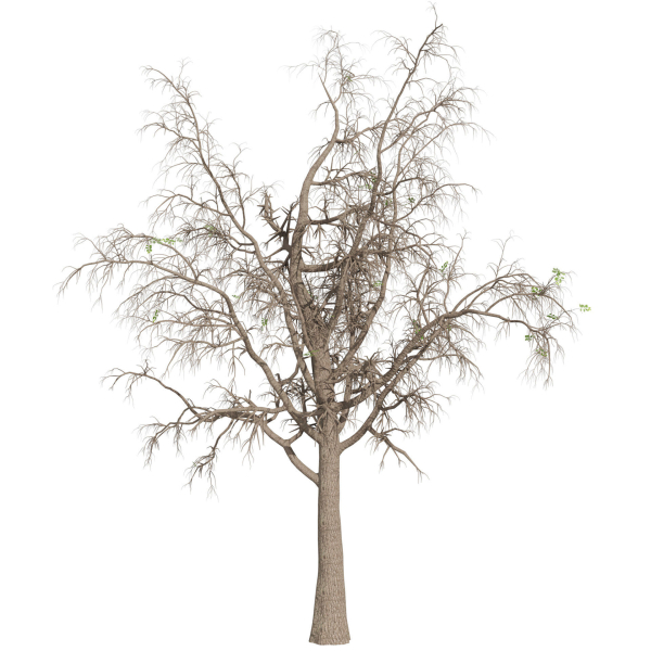 Collection plant vol 566 - Sclerocarya - Birrea