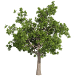 Collection plant vol 566 - Sclerocarya - Birrea
