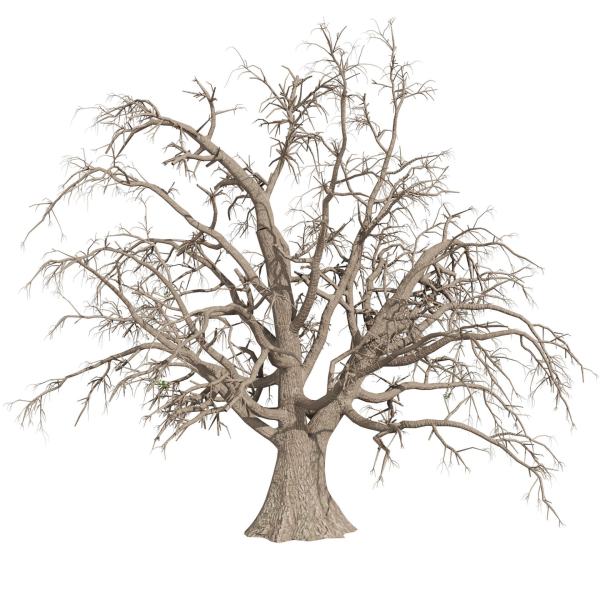 Collection plant vol 566 - Sclerocarya - Birrea