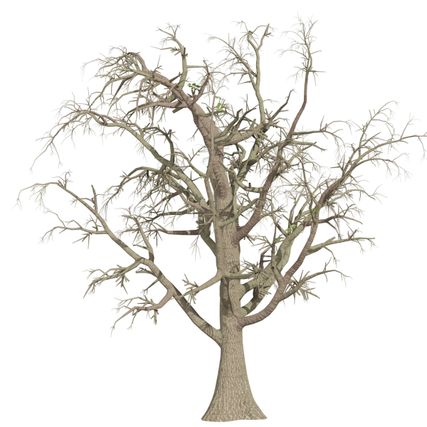 Collection plant vol 566 - Sclerocarya - Birrea