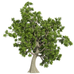 Collection plant vol 566 - Sclerocarya - Birrea