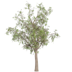 Collection plant vol 566 - Sclerocarya - Birrea