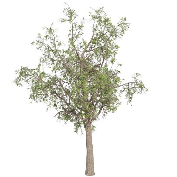 Collection plant vol 566 - Sclerocarya - Birrea