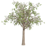 Collection plant vol 566 - Sclerocarya - Birrea