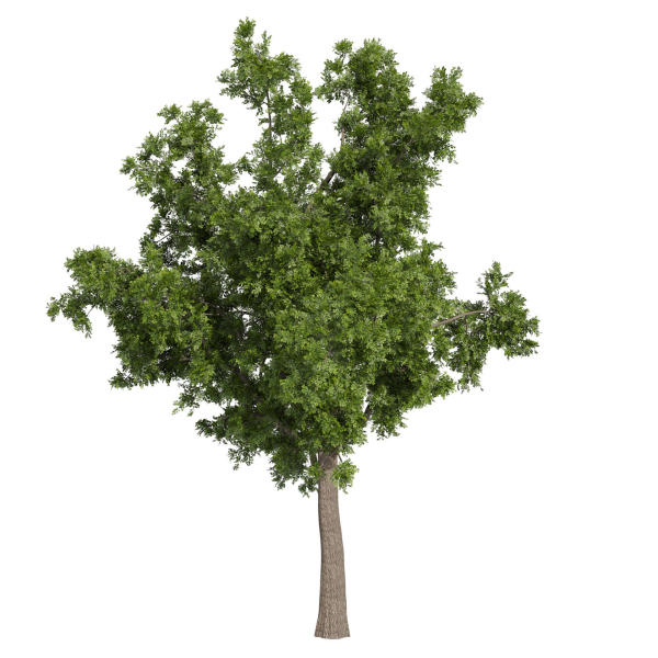 Collection plant vol 566 - Sclerocarya - Birrea