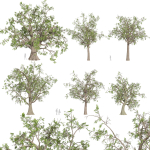 Collection plant vol 566 - Sclerocarya - Birrea