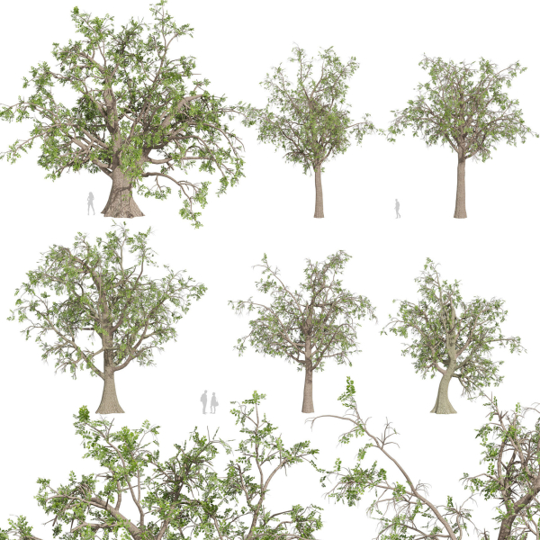 Collection plant vol 566 - Sclerocarya - Birrea