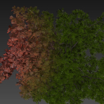 Collection plant vol 566 - Sclerocarya - Birrea