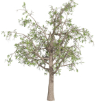 Collection plant vol 566 - Sclerocarya - Birrea